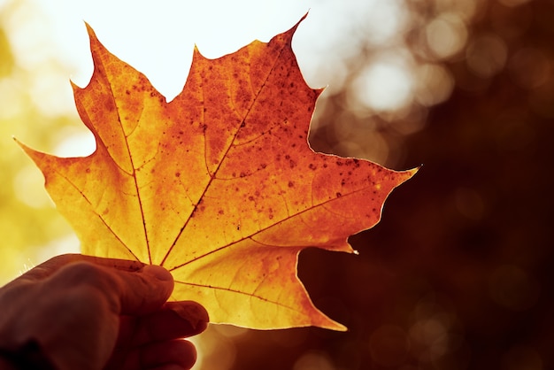 Woman holds colorful maple leaves in her hand in autumn park