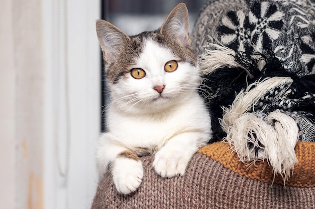 A woman holds a cute little kitten on her shoulder