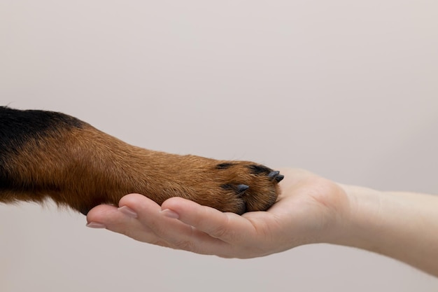 A woman holds a dog's paw in her palm Rottweiler demonstrates his trust on a gray background