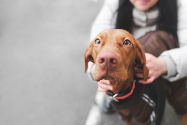 Woman holds a dog on the street, the focus on the face of brown cute dog that looks into the camera