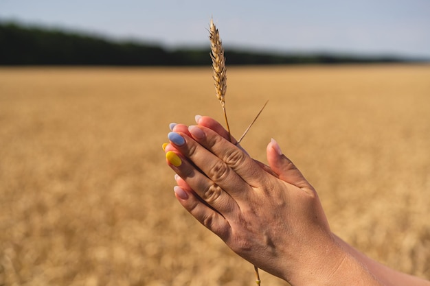 A woman holds ear of wheat against the background of a ripening field with a manicure in the colors of Ukraine The concept of world hunger food crisis through the war of Russia against Ukraine