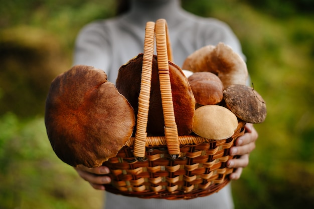 A woman holds a full wicker basket with fresh mushrooms on a green background Selective focus