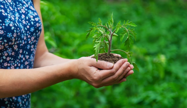 A woman holds seedlings in her hands