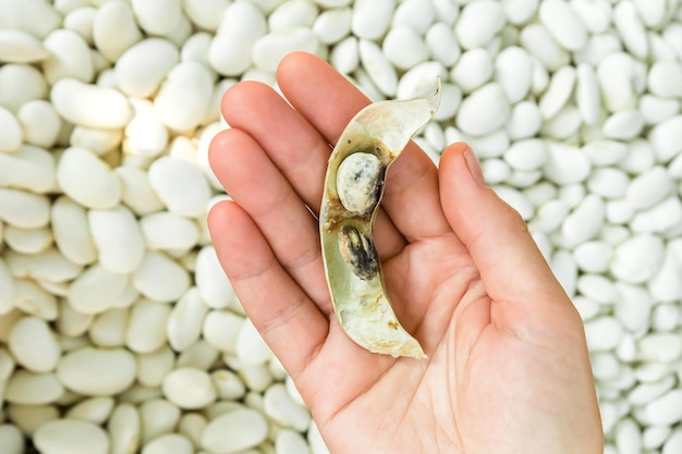 a woman holds a spoiled white bean in her hand. bean disease and bean harvest concept