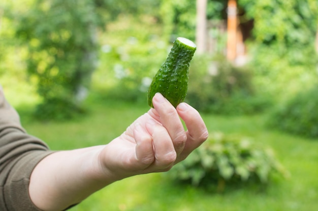 A woman holds a young pickle in her hands Harvesting