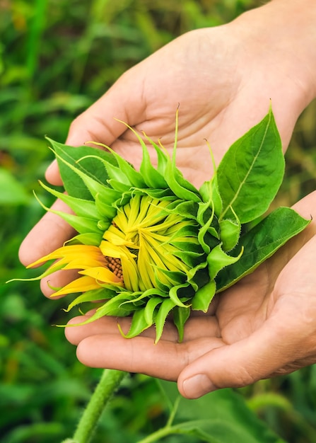 a woman holds a young sunflower in her palms. sunflower cultivation concept