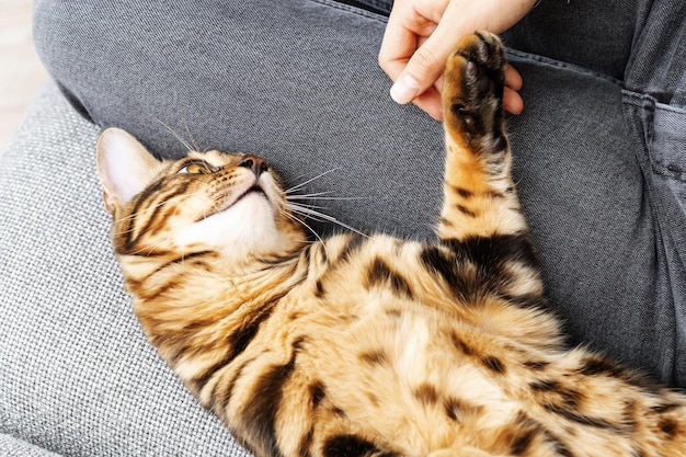 Woman at home holding her lovely Bengal cat Pet in hands of hostess