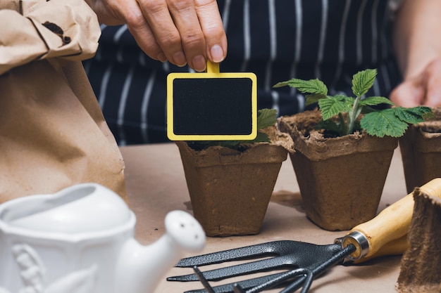 Woman at home is planting plants in a paper cup Growing vegetables at home