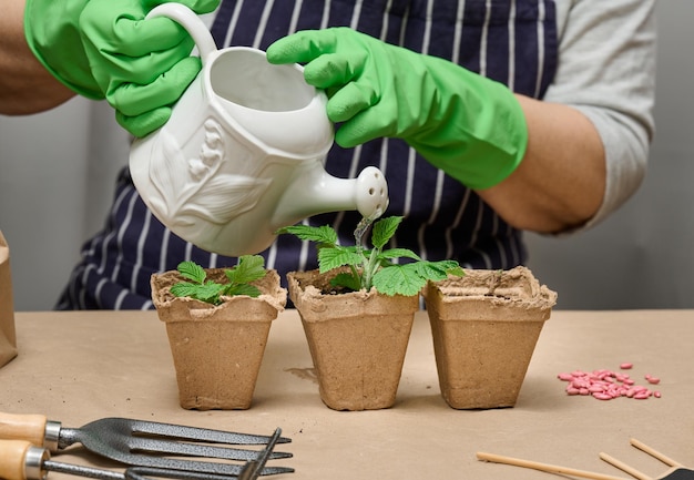 A woman at home is watering plants in paper cups Growing plants and vegetables at home