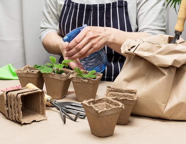 A woman at home is watering plants in paper cups Growing plants and vegetables at home