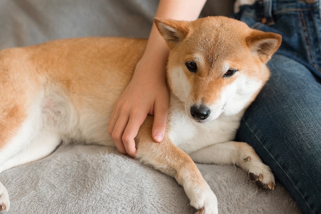 A woman hugs a cute red dog Shiba Inu lying on her lap at home Closeup Happy cozy moments of life