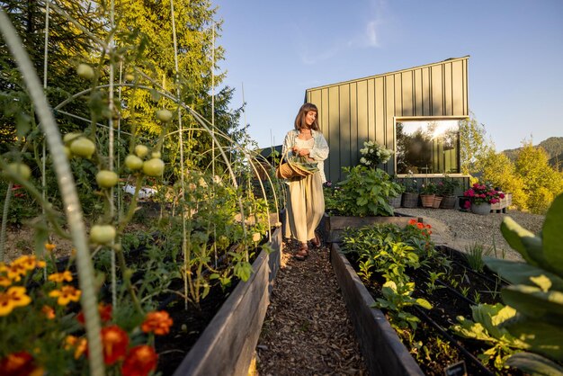 Photo woman inspecting green tomatoes