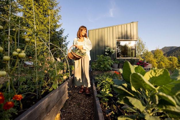 Photo woman inspecting green tomatoes