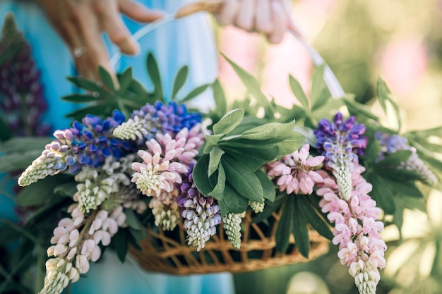 A woman is holding a basket of wild flowers. Summer purple flowers in a straw basket. Lupin field.