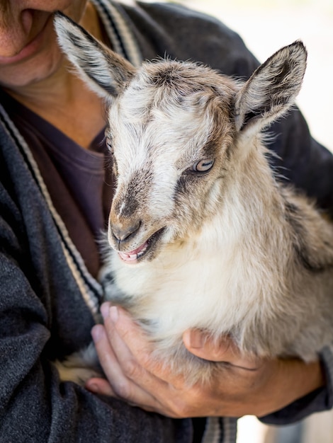 A woman is holding a young goatling on her hands. Caring for animals. Pets and people_