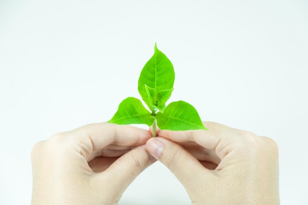 Woman is holding young plant sprout on a white backgroundCorporate social and environment responsibility concept