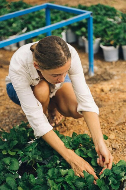 Photo a woman is picking up a bunch of lettuce