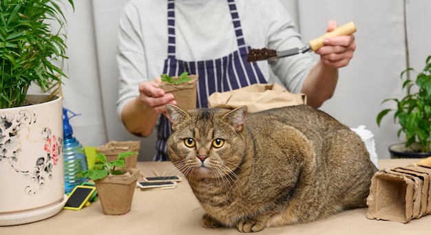 Woman is planting plants in paper plastic cups on the table next to an adult gray cat lies Homework growing sprouts