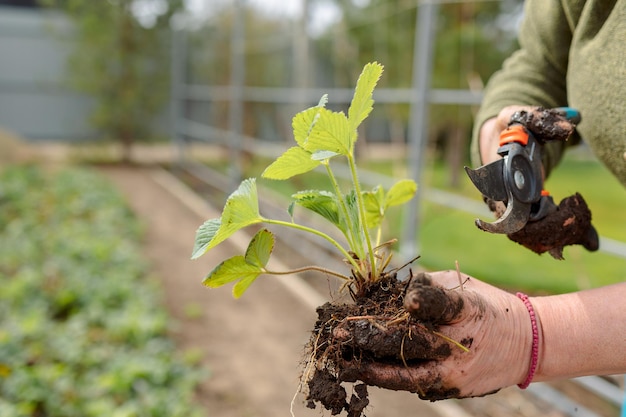 Woman is planting seedlings of strawberries Gardening work Country life Eco farm