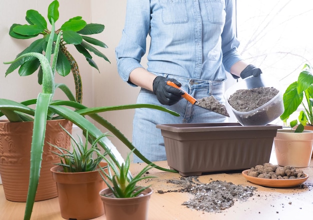 A woman is preparing to transplant indoor plants