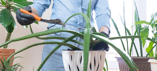 A woman is transplanting aloe into a pot at a table indoors houseplant care