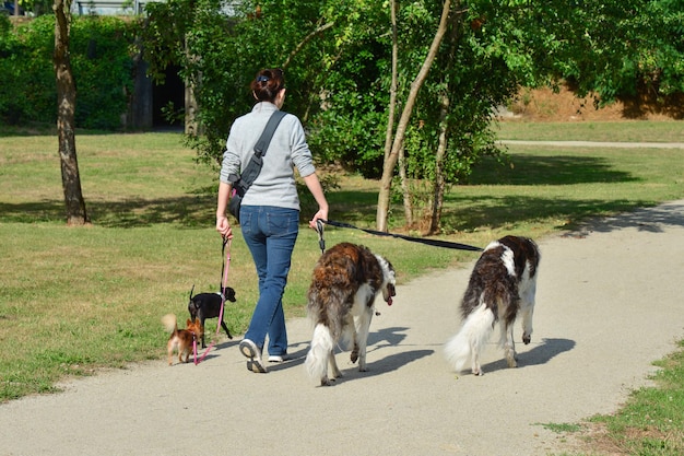 A woman is walking different breeds of dogs simultaneously