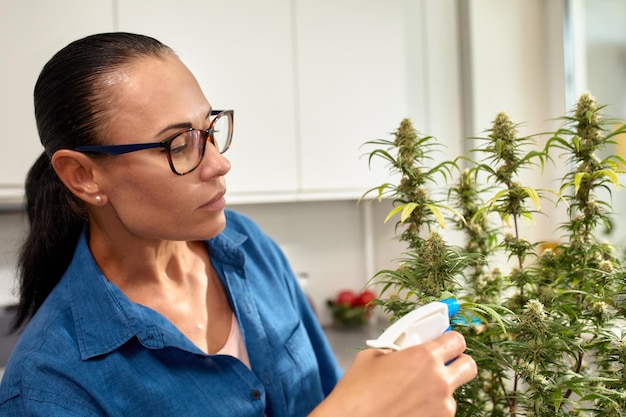 A woman is watering a cannabis bush at home growing and caring for cannabis