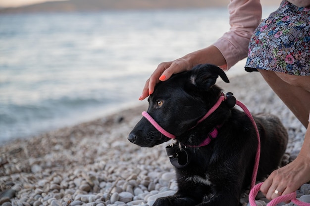 Woman kneeling down to pat her beautiful black shepherd dog lying on pebble beach