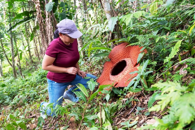 Woman looking at big Rafflesia keithii flower in the jungle of Borneo