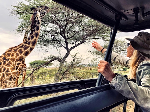 Photo woman looking at giraffe through car hood