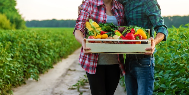 A woman and a man farmer are holding vegetables in their hands. Selective focus. Food.