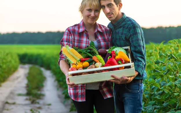 A woman and a man farmer are holding vegetables in their hands. Selective focus. Food.