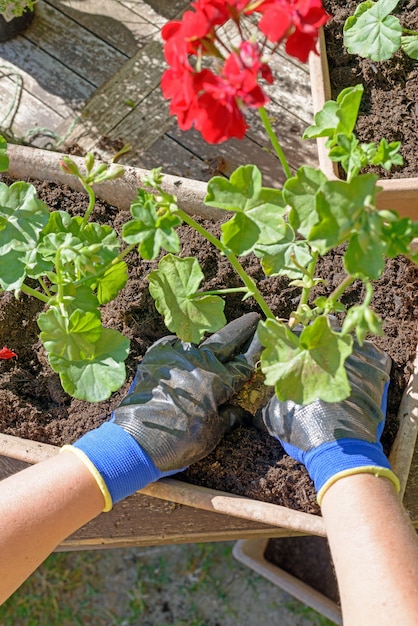 Woman man planting the geraniums for summer garden