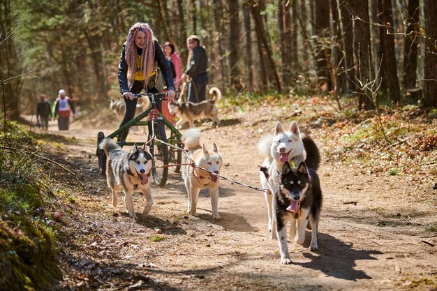 Woman musher rides on three wheeled cart with three Siberian Husky sled dogs in harness on forest