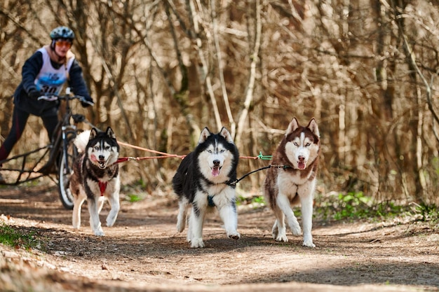 Woman musher rides on three wheeled cart with three Siberian Husky sled dogs in harness on forest