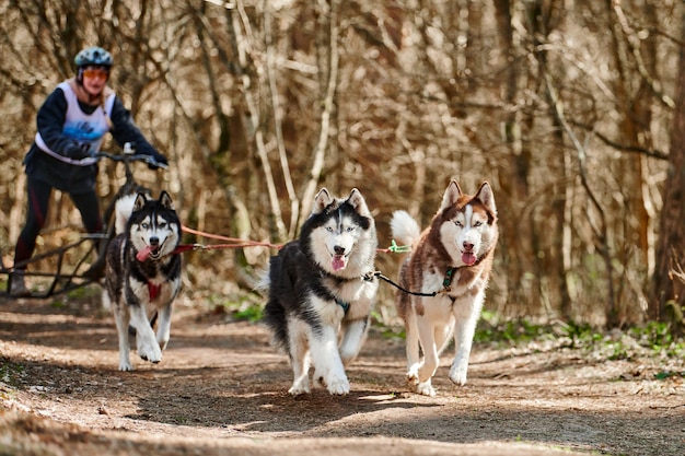 Woman musher rides on three wheeled cart with three Siberian Husky sled dogs in harness on forest