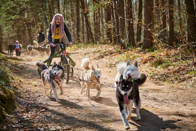 Woman musher rides on three wheeled cart with three Siberian Husky sled dogs in harness on forest