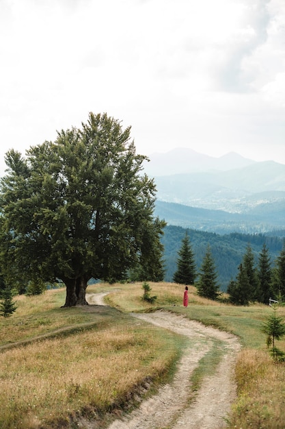 Woman near old big beech tree in the mountains