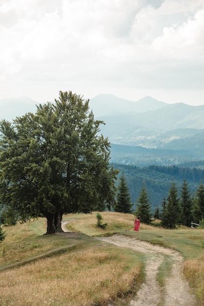 Woman near old big beech tree in the mountains