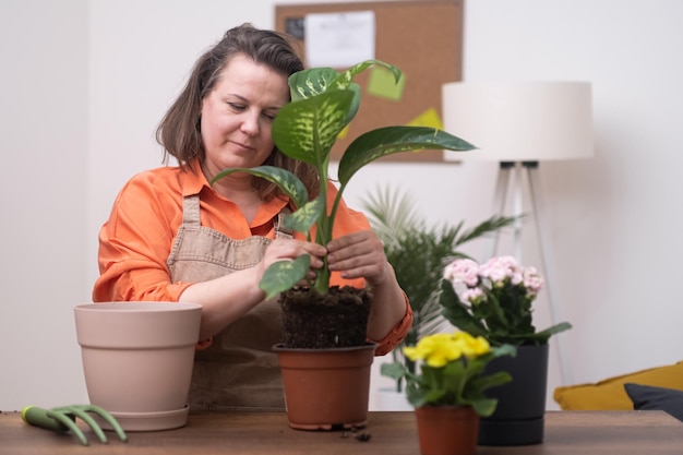 Woman nurturing home plants after transferring them to fresh pot dieffenbachia ground fertilization