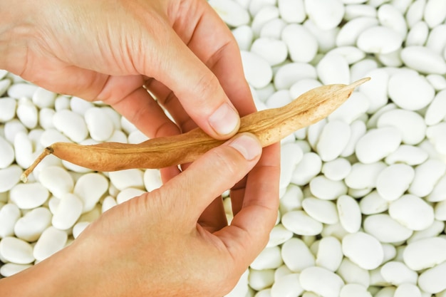 woman opens ripe white beans. gardening and cultivation of beans concept