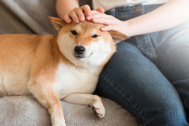 Woman petting cute red Shiba inu dog on grey sofa at home Closeup Happy cozy moments of life