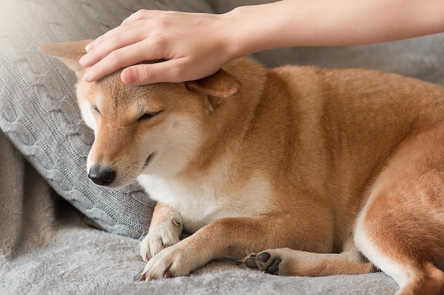 Woman petting cute red Shiba inu dog on grey sofa at home Closeup Happy cozy moments of life