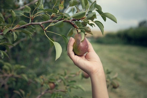 Woman pick pears from a tree in garden