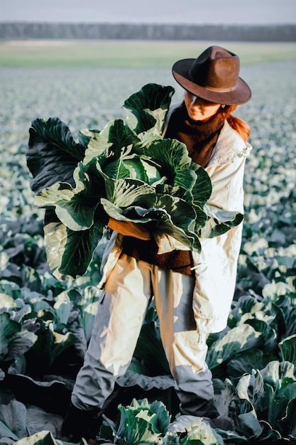 Woman picking cabbage vegetable at field female farmer working at organic farm harvesting