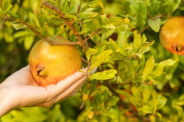 Woman picking pomegranates from a tree. Female hand with fruit. Harvesting pomegranates.