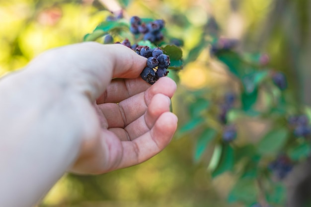 Woman picking shadberry. Close-up of hand and berries growing on the bush, seasonal harvest. Summer food. Organic nutrition. Healthy eating.