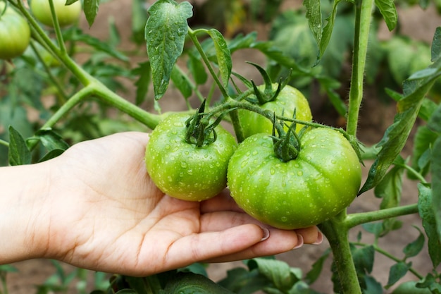 A woman picking tomatoes from her garden afret rain. 