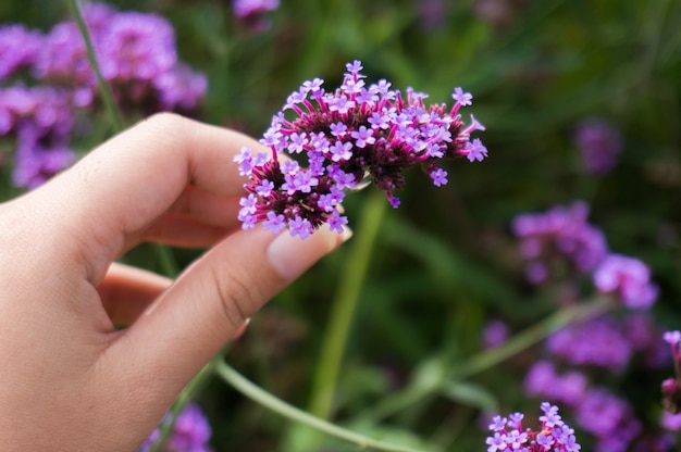 Woman picking up violet flowers on a meadow, hand close-up, green grass. 