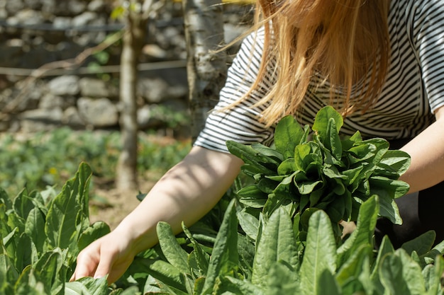 Woman picks lettuce leaves in the vegetable garden.